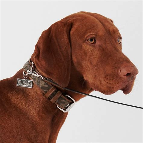 high end dog collars